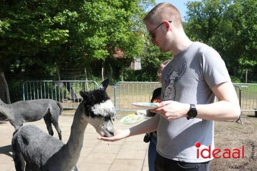 Alpaca's bij alpaca boerderij in Geesteren (12-05-2024)