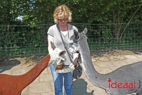 Alpaca's bij alpaca boerderij in Geesteren (12-05-2024)