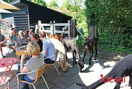 Alpaca's bij alpaca boerderij in Geesteren (12-05-2024)