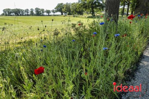 Bloeiende bermen in Zutphen en omstreken (06-06-2023)