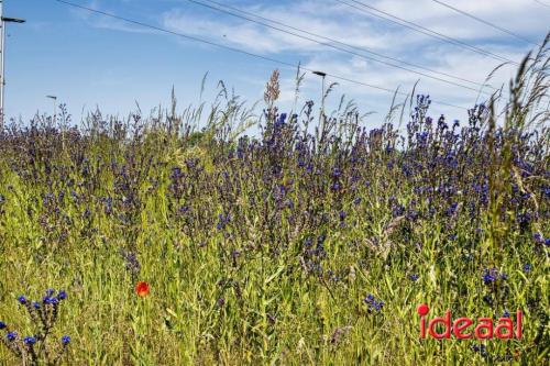 Bloeiende bermen in Zutphen en omstreken (06-06-2023)