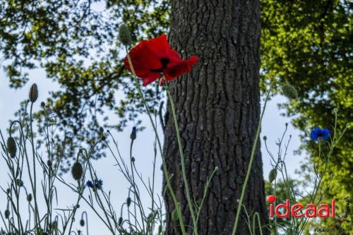 Bloeiende bermen in Zutphen en omstreken (06-06-2023)