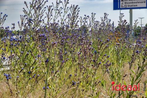 Bloeiende bermen in Zutphen en omstreken (06-06-2023)