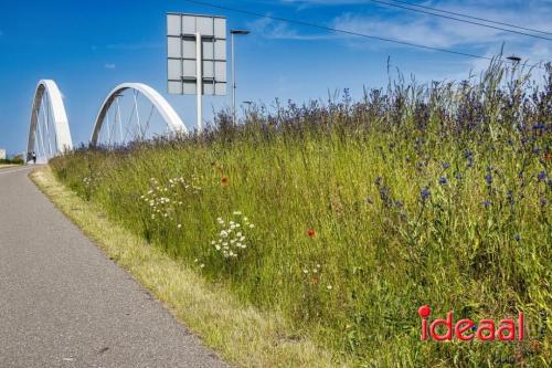 Bloeiende bermen in Zutphen en omstreken (06-06-2023)