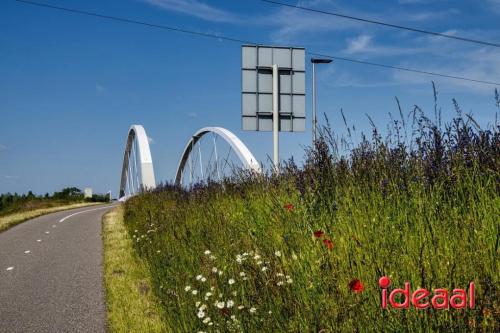 Bloeiende bermen in Zutphen en omstreken (06-06-2023)