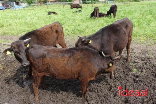 “Bronckhorster Beef” evenement in Zelhem - deel 2 (09-05-2024)