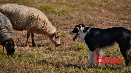 British Weekend in Vorden (06-09-2025)