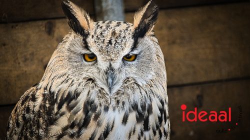 British Weekend in Vorden (06-09-2025)