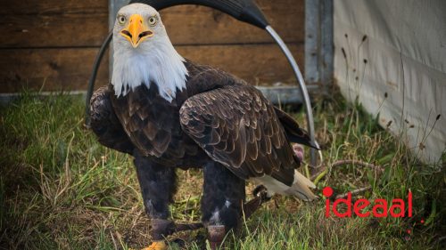 British Weekend in Vorden (06-09-2025)