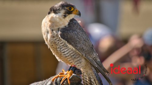 British Weekend in Vorden (06-09-2025)