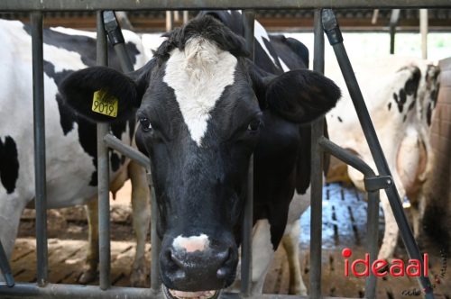 Fiets de Boer op Zelhem/Halle (13-08-2025)