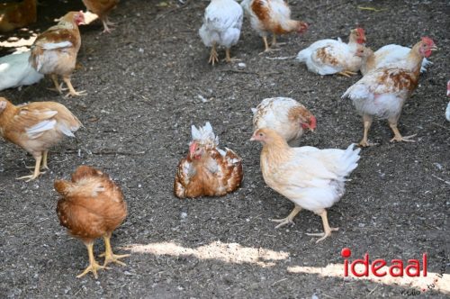 Fiets de Boer op Zelhem/Halle (13-08-2025)