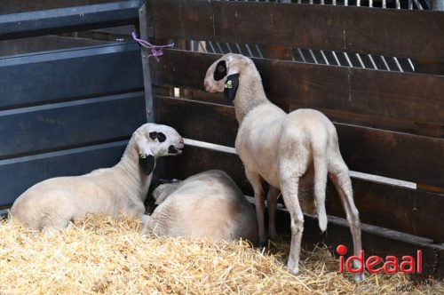 Fiets de Boer op Zelhem/Halle (13-08-2025)