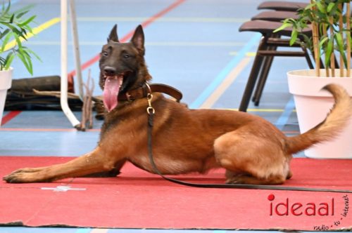 Indoor politiehonden training (01-03-2026)