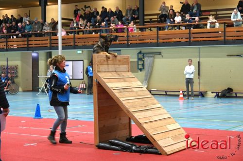 Indoor politiehonden training (01-03-2026)