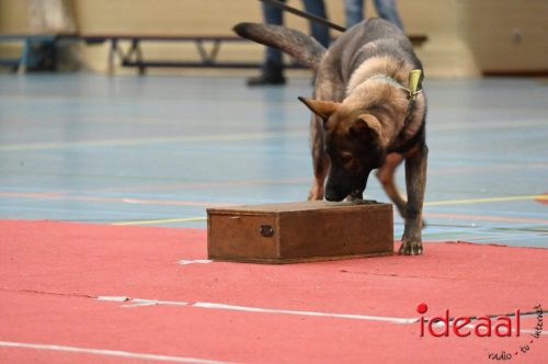 Indoor politiehonden training (01-03-2026)