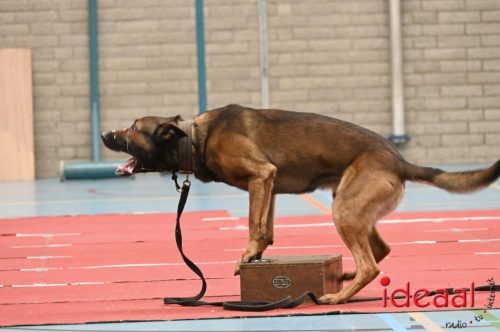 Indoor politiehonden training (01-03-2026)