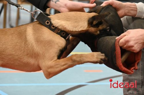 Indoor politiehonden training (01-03-2026)