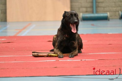 Indoor politiehonden training (01-03-2026)