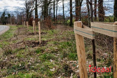 Herplant laanbomen in Eefde (05-03-2023)