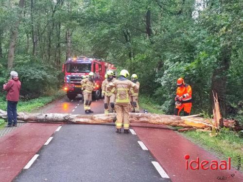 Boom op weg nabij Vorden (10-06-2024)