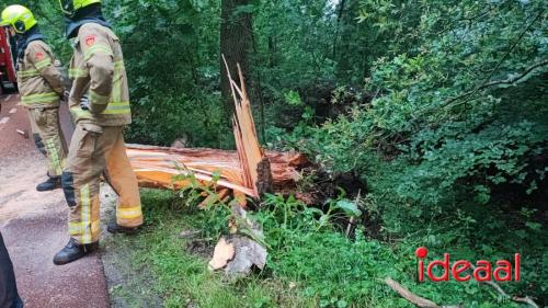 Boom op weg nabij Vorden (10-06-2024)