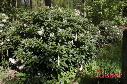 Kunstwandelroute Huis Bergh (26-04-2026)