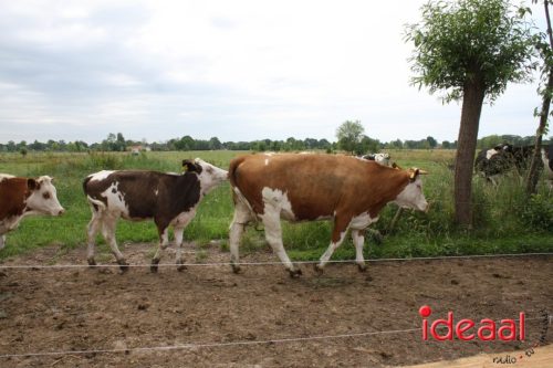 3e editie Rolling Tweed - deel 1 (15-06-2025)