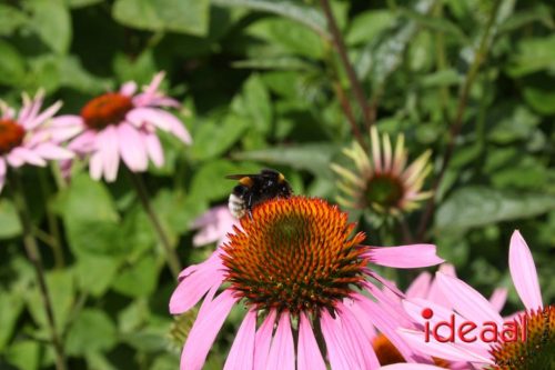 Lancering podcasts Vordense kastelen (12-07-2025)