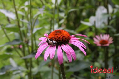 Lancering podcasts Vordense kastelen (12-07-2025)