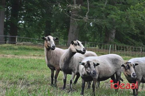 25 jaar Onderholt - deel 2 (28-06-2025)