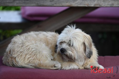 Harmonica treffen Heksenlaak - deel 2 (24-08-2025)