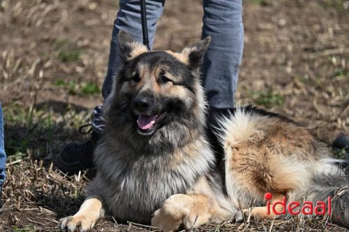 Oogstdag in Laren - deel 2 (03-08-2025)