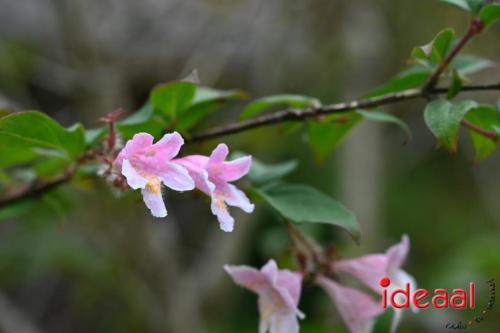 Pinksterweekend bij kasteel De Wildenborch Vorden - deel 1 (20-05-2024)