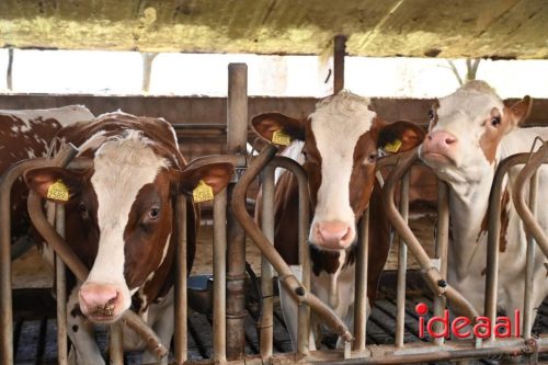 Plattelandswandeling Laren - deel 2 (29-03-2026)