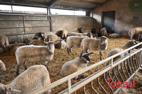 Plattelandswandeling Laren - deel 2 (29-03-2026)