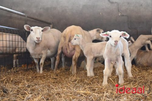 Plattelandswandeling Laren - deel 2 (29-03-2026)