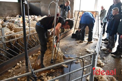 Plattelandswandeling Laren - deel 2 (29-03-2026)