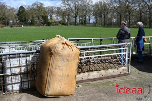 Plattelandswandeling Laren - deel 2 (29-03-2026)