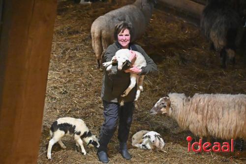 Lammerentijd bij Schaapskudde De Belhamel (04-02-2024)