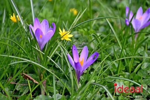 Open tuin weekend Wildenborch (03-03-2024)