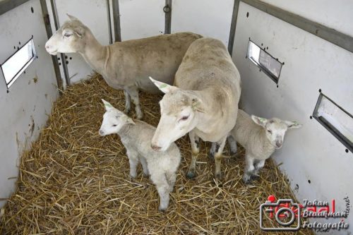 Winterwandeling Laren (04-01-2026)