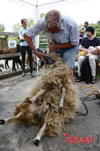 Schaapsscheerdersfeest bij De Schouw in Zutphen (18-05-2024)