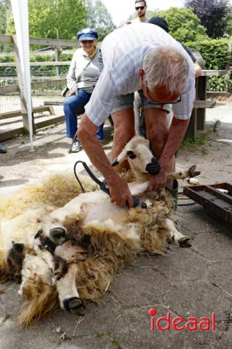 Schaapsscheerdersfeest bij De Schouw in Zutphen (18-05-2024)