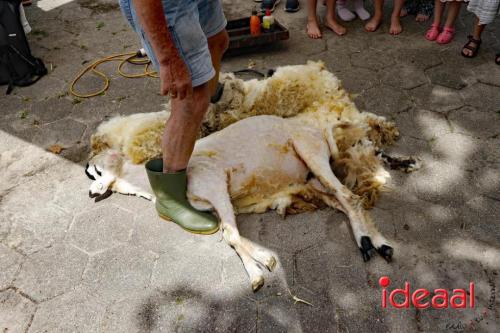 Schaapsscheerdersfeest bij De Schouw in Zutphen (18-05-2024)