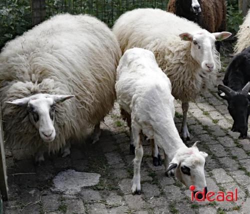 Schaapsscheerdersfeest bij De Schouw in Zutphen (18-05-2024)