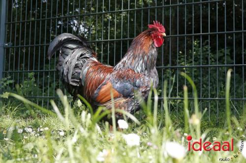 Schaapsscheerdersfeest bij De Schouw in Zutphen (18-05-2024)