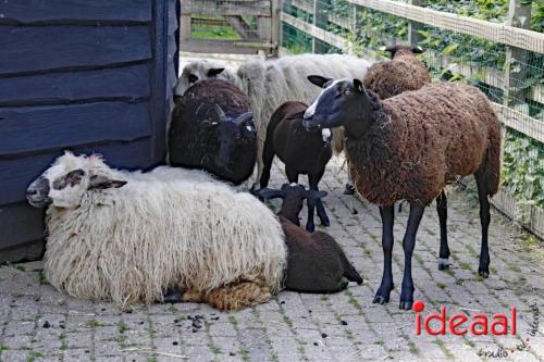 Schaapsscheerdersfeest bij De Schouw in Zutphen (18-05-2024)