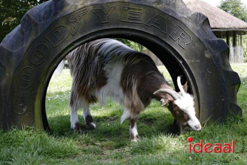 Schaapsscheerdersfeest bij De Schouw in Zutphen (18-05-2024)
