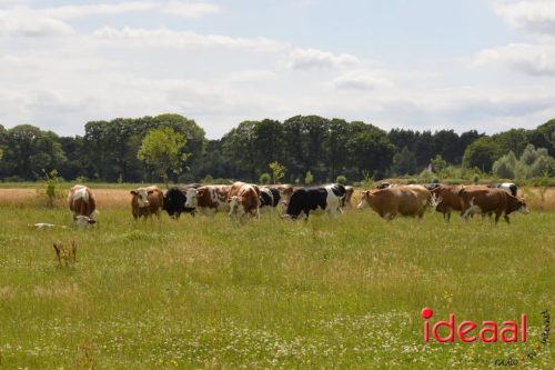 Open dag Boerderij Ruimzicht (28-06-2025)